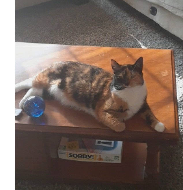 Shithead is registered to the contest to win money with this photo: bookcase, box, carnivore, cat, comfort, domestic_short_haired_cat, felidae, flooring, fur, grey, hardwood, paw, shelf, shelving, small_to_medium_sized_cats, square, table, tail, whiskers, wood