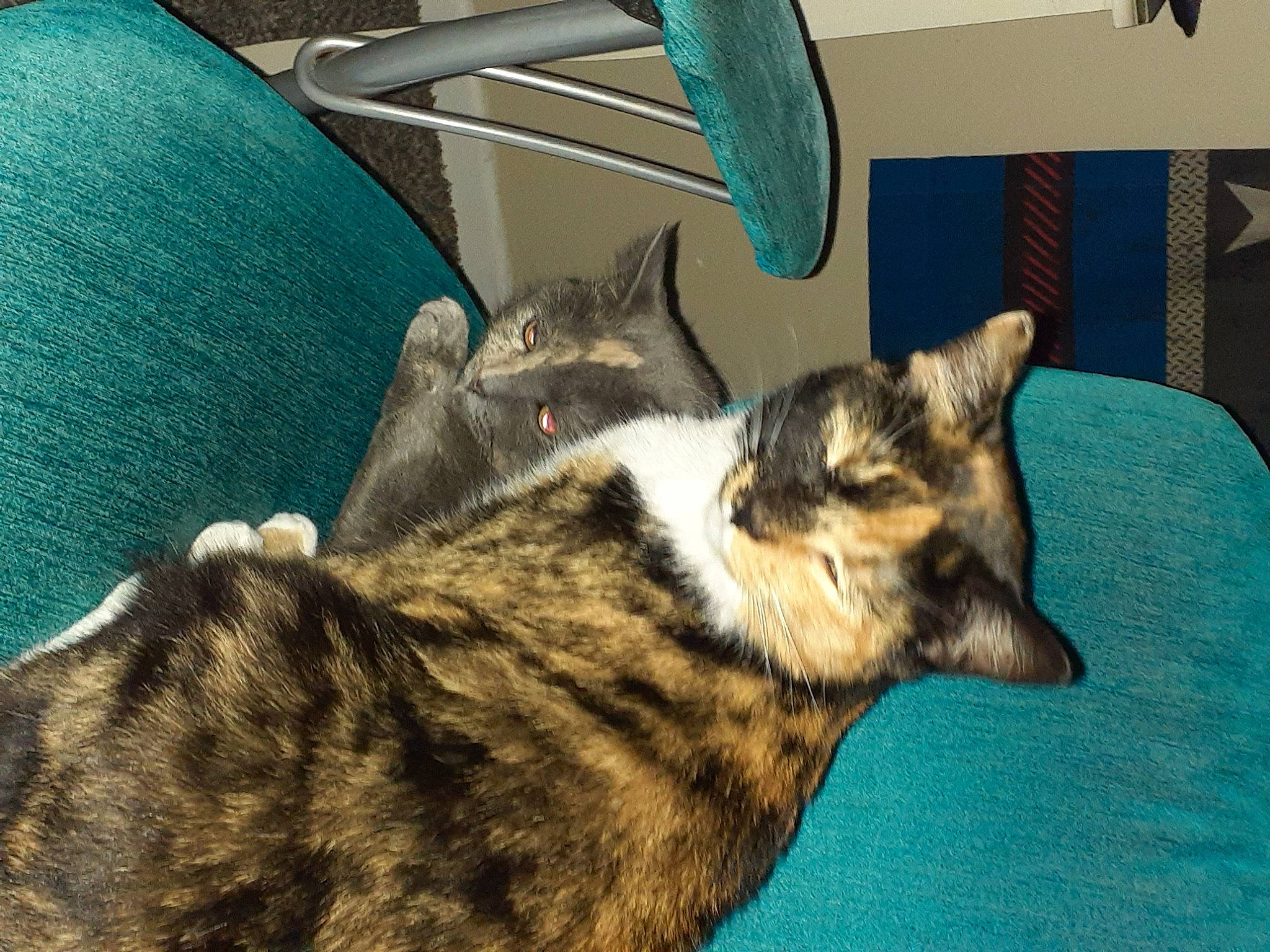 Shithead is registered to the contest to win money with this photo: carnivore, cat, chair, comfort, domestic_short_haired_cat, eye, felidae, flowerpot, fur, houseplant, paw, room, small_to_medium_sized_cats, snout, tail, terrestrial_animal, whiskers