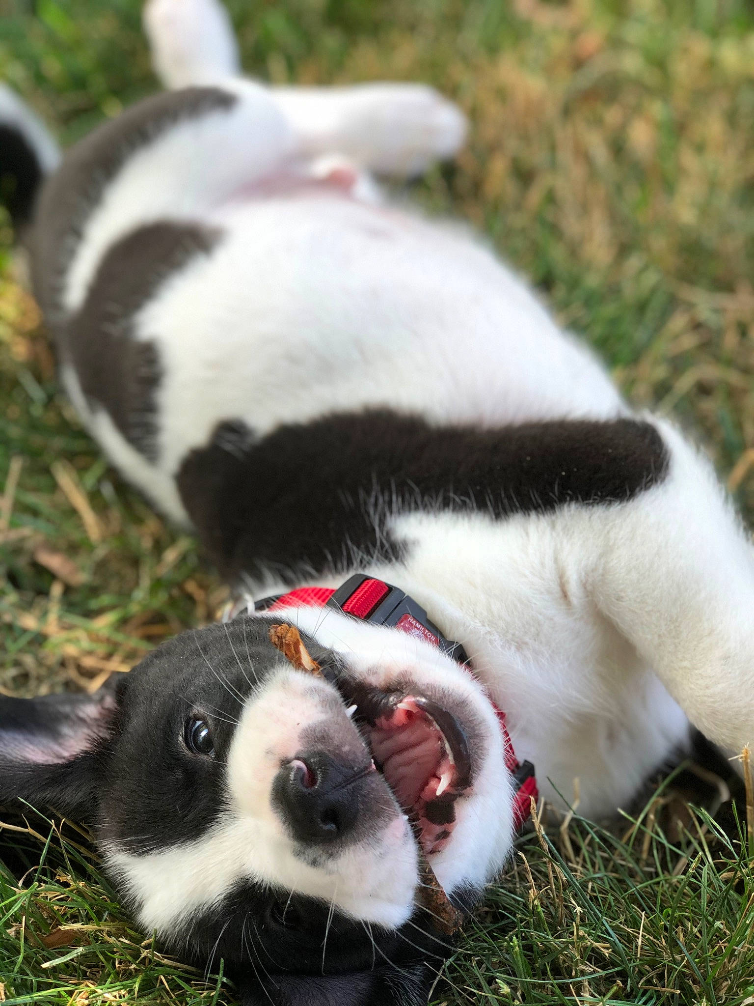 Fang joined the competition — help win amazing prizes! boston_terrier, canidae, carmine, carnivore, collar, companion_dog, dog, dog_breed, dog_collar, fawn, fur, grass, mammal, plant, snout, sporting_group, terrestrial_animal, vertebrate, whiskers, working_animal