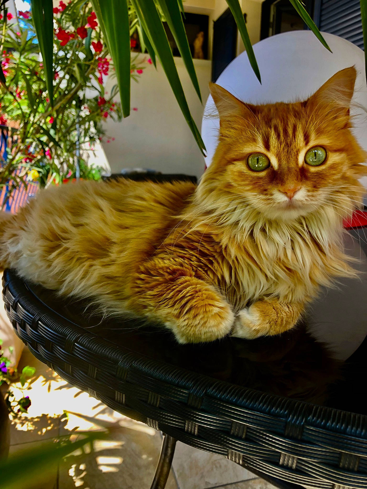 Miss a rejoint le concours — aidez-le/la à gagner de superbes lots ! bag, carnivore, cat, claw, domestic_short_haired_cat, fawn, felidae, fur, grass, maine_coon, plant, small_to_medium_sized_cats, snout, tail, whiskers, wood