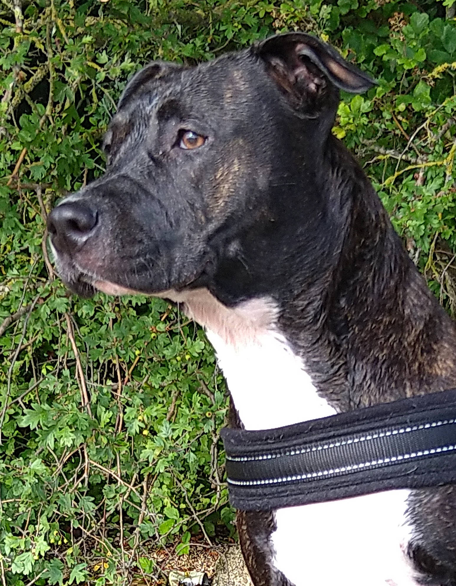 Rina participe au concours pour gagner de l'argent avec cette photo : borador, canidae, carnivore, collar, companion_dog, dog, dog_breed, dog_collar, fashion_accessory, fawn, fur, grass, pet_supply, plant, snout, sporting_group, terrestrial_animal, whiskers, working_animal, working_dog