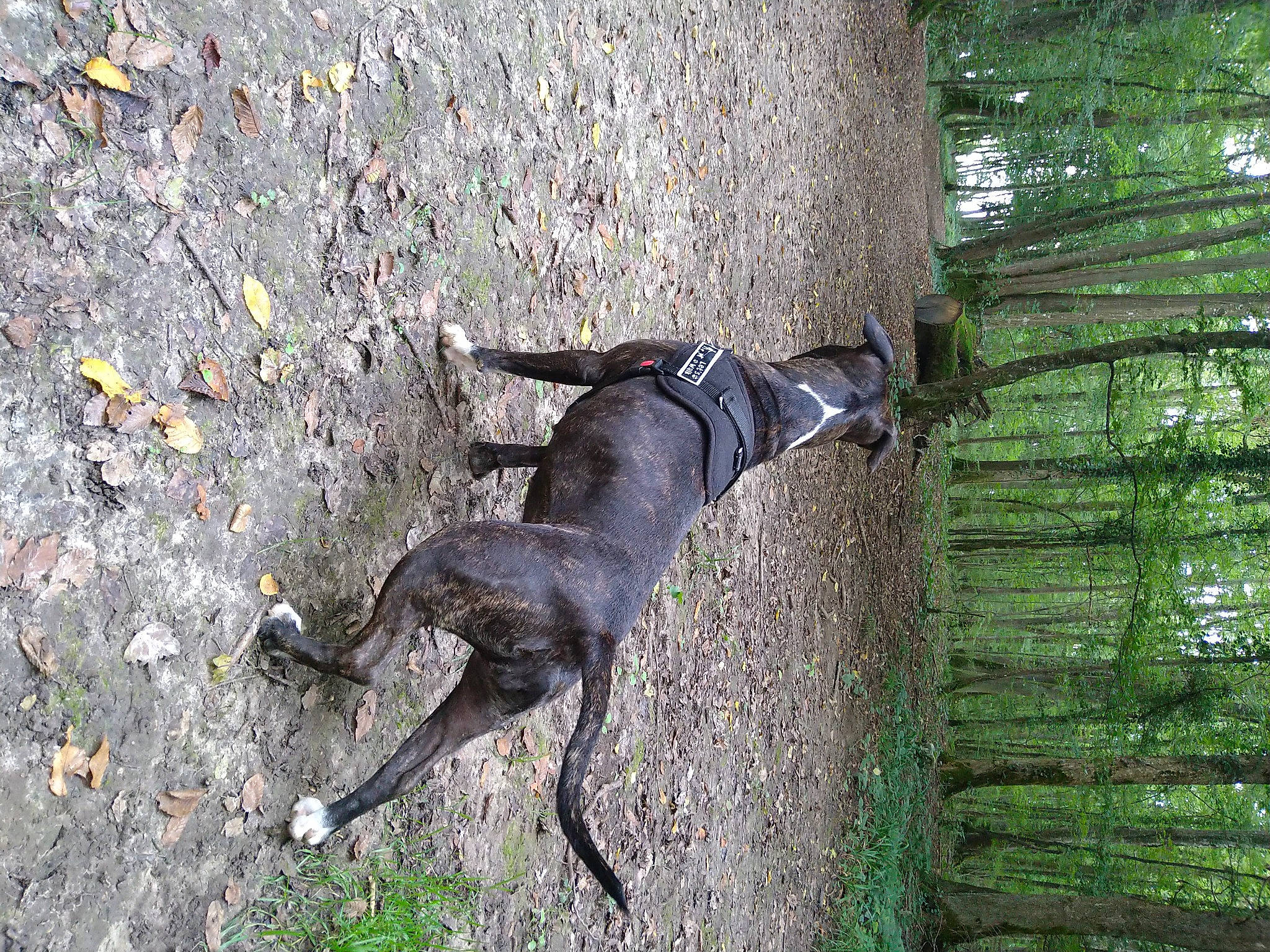 Rina participe au concours pour gagner de l'argent avec cette photo : canidae, carnivore, dog, dog_breed, fawn, grass, liver, pet_supply, plant, rampur_greyhound, recreation, snout, sporting_group, tail, terrestrial_animal, tree, trunk, wildlife, wood, working_animal