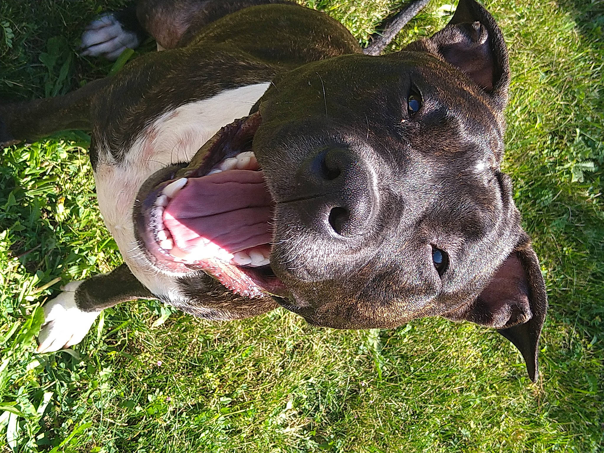 Rina a rejoint le concours — aidez-le/la à gagner de superbes lots ! canidae, carnivore, collar, companion_dog, dog, dog_breed, dog_collar, dog_supply, fawn, grass, guard_dog, liver, personal_protective_equipment, pet_supply, plant, snout, sporting_group, terrestrial_animal, whiskers, working_animal