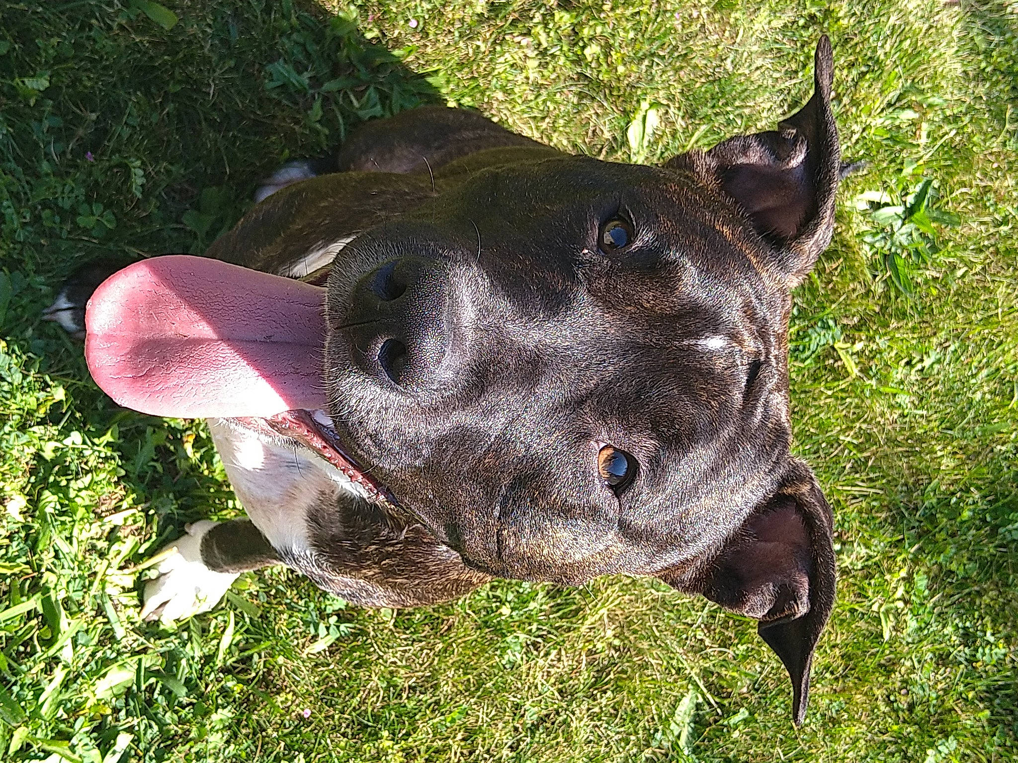 Rina participe au concours pour gagner de l'argent avec cette photo : canidae, carnivore, collar, dog, dog_breed, dog_collar, ear, electric_blue, fawn, grass, guard_dog, liver, non_sporting_group, plant, snout, sporting_group, terrestrial_animal, whiskers, working_animal, working_dog