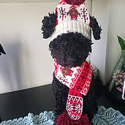Teddy is registered to the contest to win money with this photo: black_dog, cozy, cute, dog, festive, hat, holiday, indoor, knitted, lace_cloth, pet, pom_pom, poodle, portrait, red, scarf, small_dog, table, white, winter_clothing