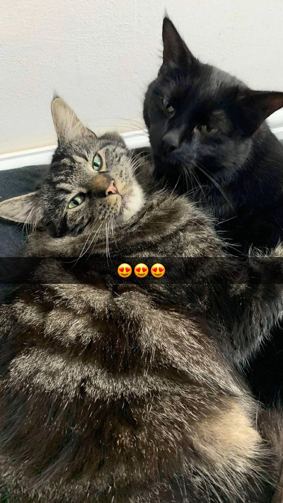 Fluffy is registered to the contest to win money with this photo: black_cat, bombay, carnivore, cat, claw, collar, comfort, domestic_short_haired_cat, felidae, fur, grey, mammal, monochrome_photography, paw, photo_caption, small_to_medium_sized_cats, snout, tail, vertebrate, whiskers