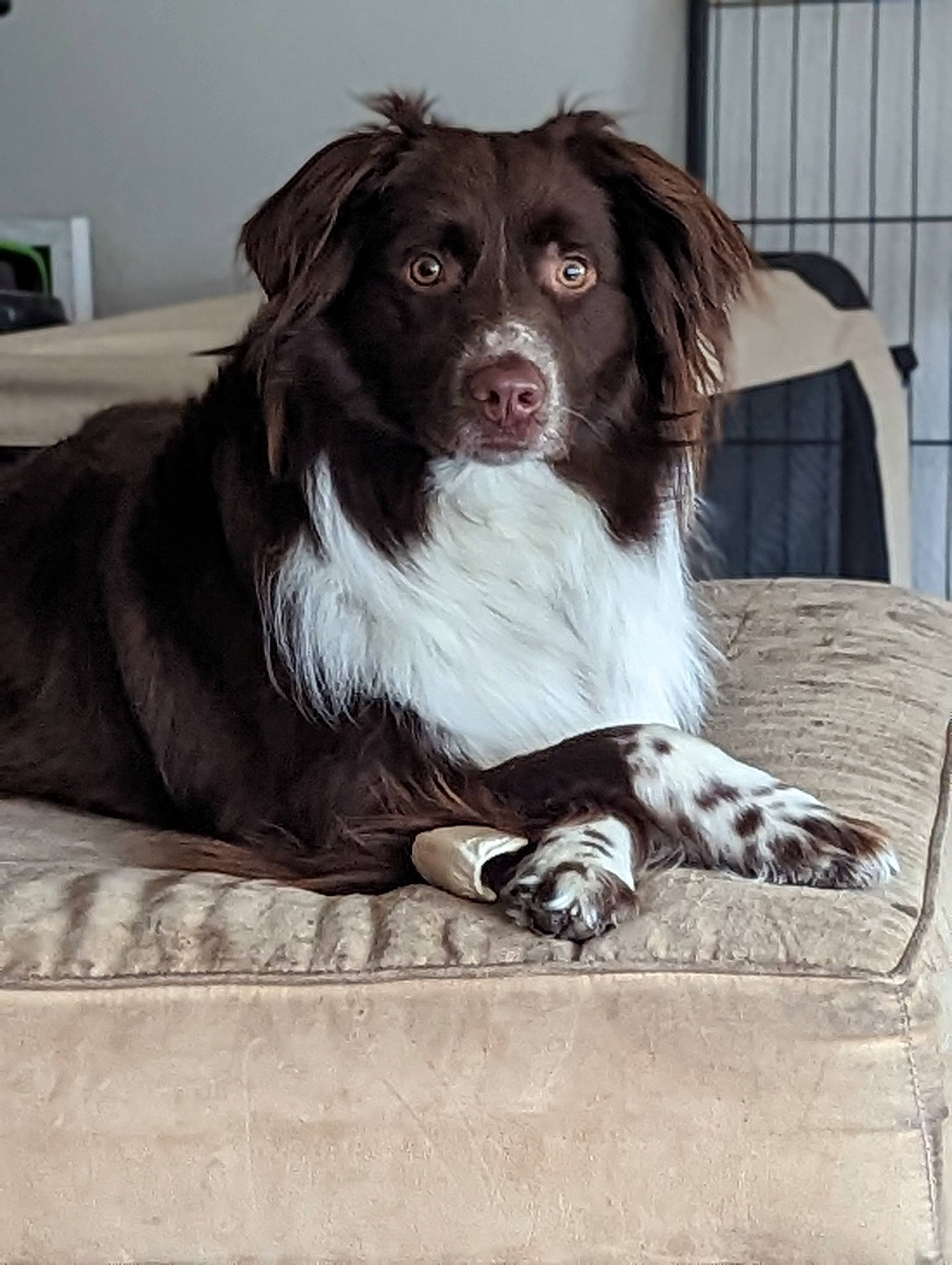 Tucker joined the competition — help win amazing prizes! bored, canidae, carnivore, companion_dog, dog, dog_breed, fur, gun_dog, liver, snout, sporting_group, terrestrial_animal, whiskers, working_animal, working_dog