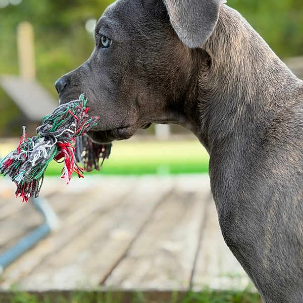 Kira participe au concours pour gagner de l'argent avec cette photo : dog, grey_dog, rope_toy, outdoor, wooden_deck, green_background, pet, animal, playful, side_profile, canine, toy, grass, nature, closeup, alert, young_dog, summer, daylight, portrait