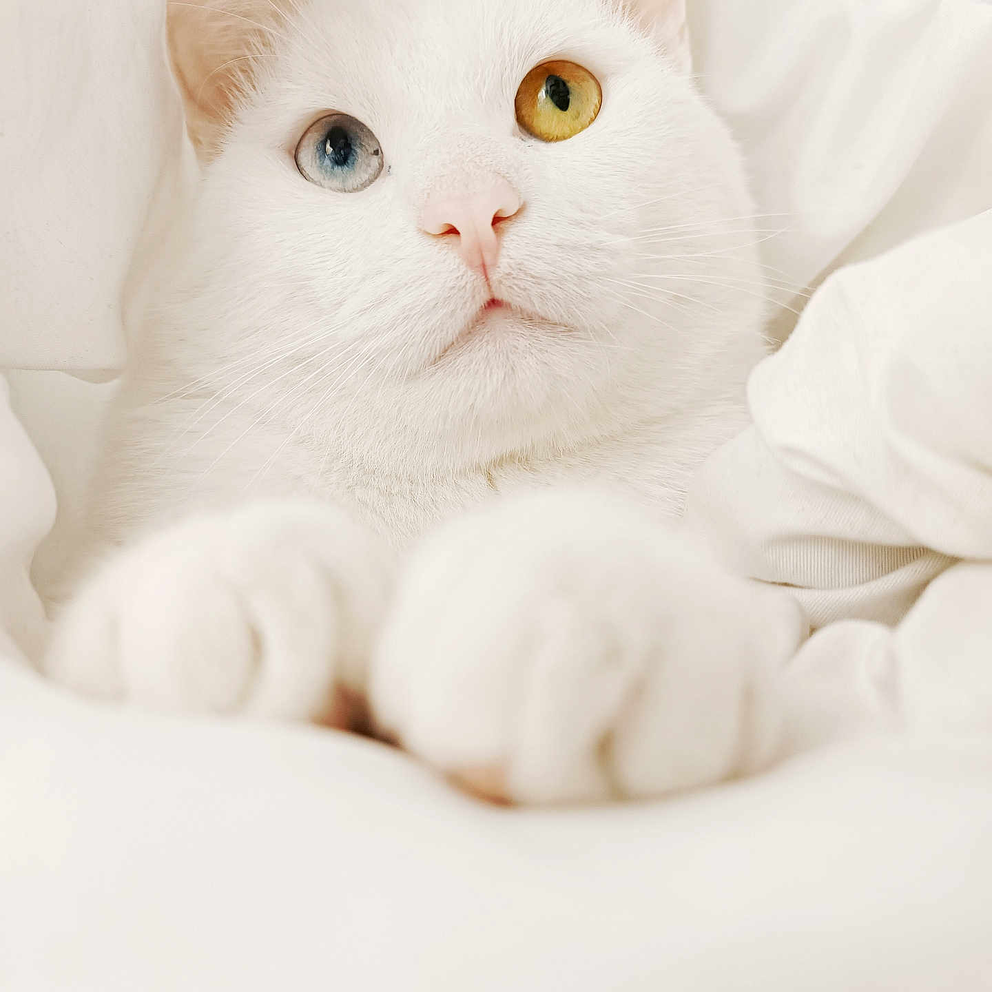 Snowbell