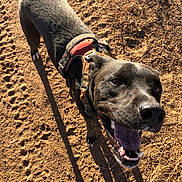Lucky joined the competition — help win amazing prizes! dog, black_dog, harness, outdoor, dirt, footprints, sunlight, shadow, happy, open_mouth, pet, canine, animal, playful, nature, smiling, close_up, daylight, tail, ears
