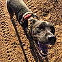 dog, black_dog, harness, outdoor, dirt, footprints, sunlight, shadow, happy, open_mouth, pet, canine, animal, playful, nature, smiling, close_up, daylight, tail, ears