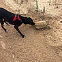 Lucky is registered to the contest to win money with this photo: dog, tortoise, animal, outdoor, nature, curious, red_harness, dusty_ground, dry_soil, plants, trail, sniffing, slow, wildlife, pet, interaction, mammal, reptile, walking, exploration