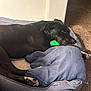 dog, black_dog, pet_bed, blue_cushion, green_toy, indoor, relaxed, resting, canine, floor, tile_floor, carpet, paw, fur, snout, ear, domestic_animal, animal, sleepy, comfortable