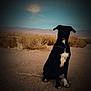Lucky is registered to the contest to win money with this photo: dog, black_dog, white_chest, desert, sunset, sunrise, mountains, dry_bushes, dirt_path, outdoor, animal, pet, sitting, vignette, nature, landscape, canine, quiet, scenic, evening