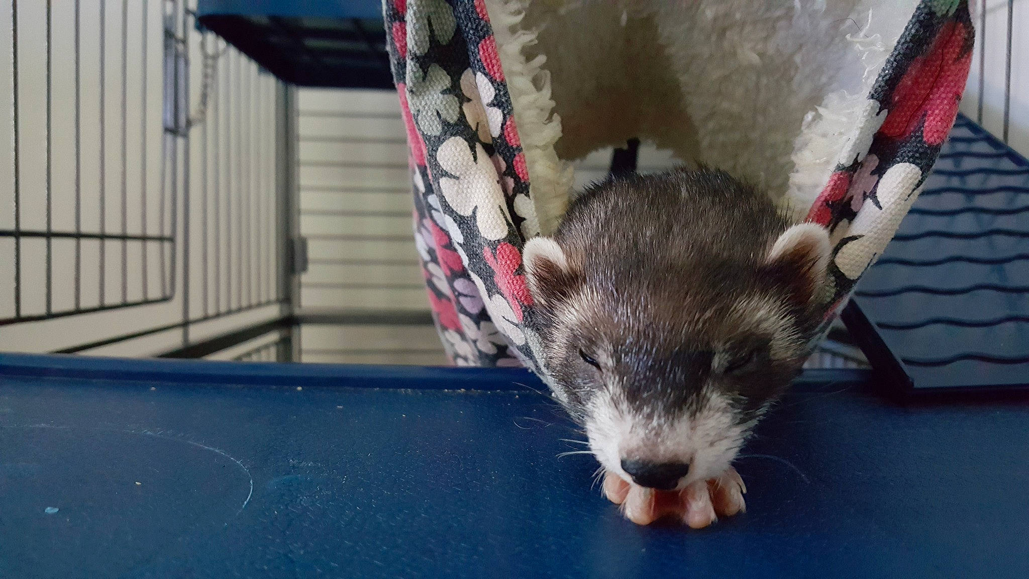 Bimbia participe au concours pour gagner de l'argent avec cette photo : carnivore, degu, dormouse, fawn, ferret, gerbil, mammal, mouse, muridae, muroidea, mustelidae, mustelinae, pest, polecat, procyonidae, rat, rodent, snout, vertebrate, whiskers