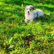 Volga a rejoint le concours — aidez-le/la à gagner de superbes lots ! animal, canine, dog, field, grass, grassland, green, grove, land, lawn, nature, outdoors, park, pet, plant, puppy, soil, tree, vegetation, woodland