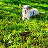 Volga a rejoint le concours — aidez-le/la à gagner de superbes lots ! animal, canine, dog, field, grass, grassland, green, grove, land, lawn, nature, outdoors, park, pet, plant, puppy, soil, tree, vegetation, woodland