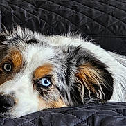 Volga a rejoint le concours — aidez-le/la à gagner de superbes lots ! animal, black_background, blue_eyes, calm, close_up, companion, cute, dog, domestic, ears, expression, fur, indoor, lying_down, muzzle, pet, portrait, quilted, relaxed, resting