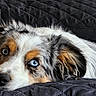animal, black_background, blue_eyes, calm, close_up, companion, cute, dog, domestic, ears, expression, fur, indoor, lying_down, muzzle, pet, portrait, quilted, relaxed, resting
