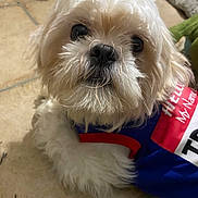 Precious joined the competition — help win amazing prizes! dog, small_dog, white_dog, fluffy, pet, canine, portrait, close_up, face, eyes, nose, fur, long_hair, wearing_clothes, red, white, blue, indoor, tile_floor, cute