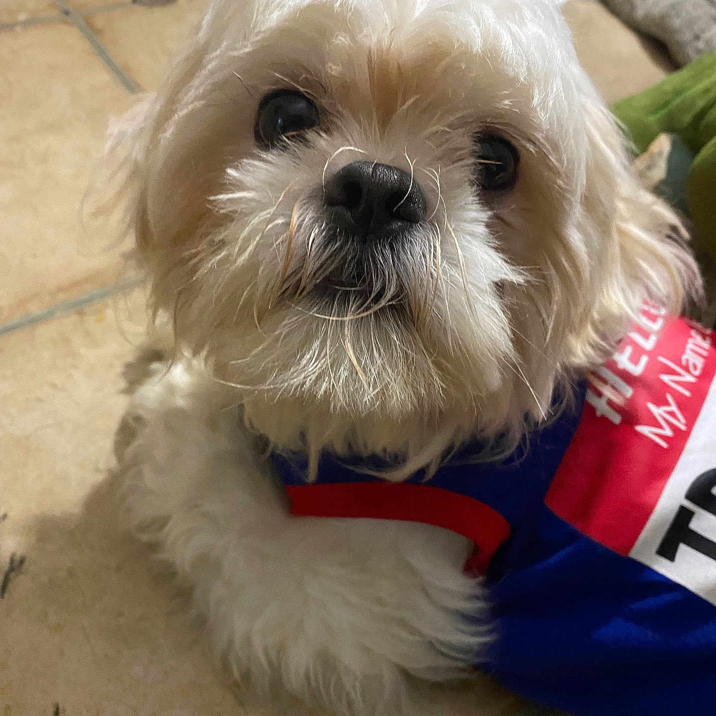 Precious joined the competition — help win amazing prizes! dog, small_dog, white_dog, fluffy, pet, canine, portrait, close_up, face, eyes, nose, fur, long_hair, wearing_clothes, red, white, blue, indoor, tile_floor, cute