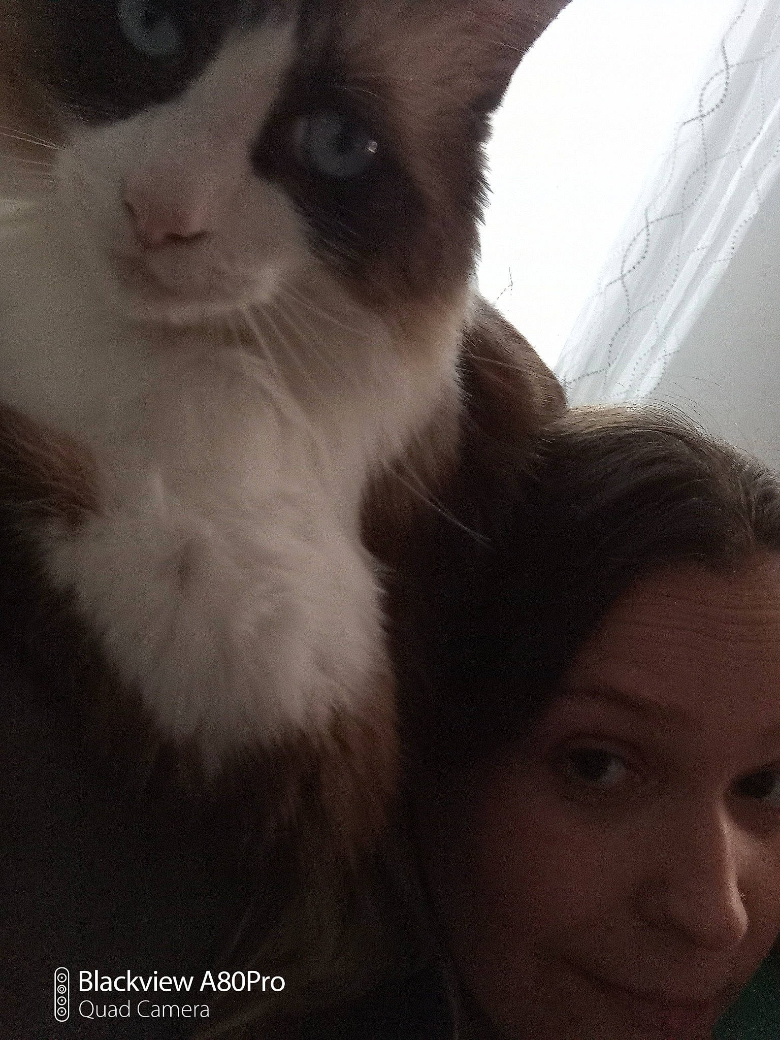 Mistik participe au concours pour gagner de l'argent avec cette photo : carnivore, cat, ear, eye, face, felidae, fur, iris, kitten, nose, photo_caption, photography, selfie, small_to_medium_sized_cats, smile, snout, tonkinese, whiskers