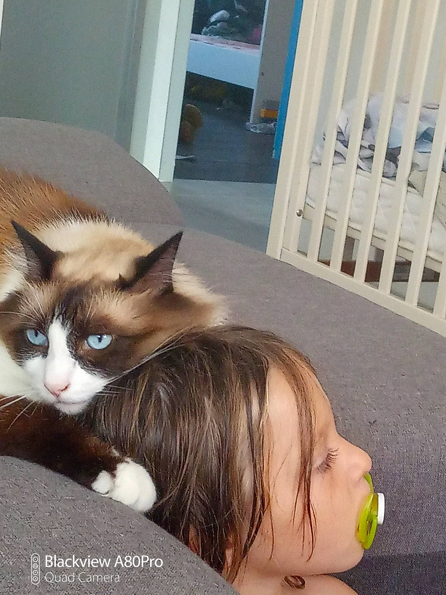 Mistik a rejoint le concours — aidez-le/la à gagner de superbes lots ! aegean_cat, brown_hair, carnivore, cat, domestic_short_haired_cat, ear, european_shorthair, eye, fawn, felidae, hair, iris, kitten, long_hair, nose, ojos_azules, small_to_medium_sized_cats, snapshot, whiskers