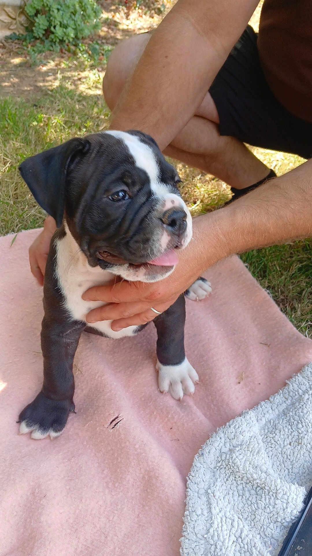 Aramis a rejoint le concours — aidez-le/la à gagner de superbes lots ! puppy, dog, black_and_white, playing, outdoor, grass, blanket, person, hand, tongue_out, cute, young_dog, pet, animal, sunlight, fur, paw, resting, summer, nature