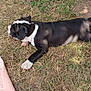Aramis participe au concours pour gagner de l'argent avec cette photo : puppy, dog, grass, outdoor, black_and_white, lying_down, blanket, footwear, sneakers, person, nature, sunlight, playful, pet, animal, grass_patch, relaxation, daytime, casual, resting