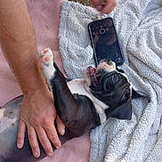 Aramis participe au concours pour gagner de l'argent avec cette photo : puppy, dog, pet, playing, blanket, hand, person, grass, outdoor, smartphone, black_and_white, paw, fur, nail, nose, ear, mouth, tongue, happy, relax