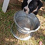 Aramis participe au concours pour gagner de l'argent avec cette photo : puppy, dog, water_bowl, grass, outdoor, black_and_white, pet, animal, curious, young, metal, reflection, chair_leg, nature, daylight, playful, canine, ground, thirsty, garden