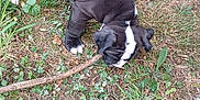 Aramis a rejoint le concours — aidez-le/la à gagner de superbes lots ! puppy, dog, black_and_white, outdoor, grass, plants, stick, sniffing, young_dog, nature, curious, playful, canine, animal, pet, ground, ears, tail, walking, exploring