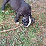 puppy, dog, black_and_white, outdoor, grass, plants, stick, sniffing, young_dog, nature, curious, playful, canine, animal, pet, ground, ears, tail, walking, exploring