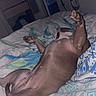 animal, bed, bedding, blanket, canine, comfort, dog, fur, home, indoor, mammal, paw, pet, radiator, relaxation, resting, room, sleep, sleeping, stretching