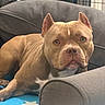 Layla participe au concours pour gagner de l'argent avec cette photo : animal, blanket, brown_dog, canine, companion, couch, cozy, dog, domestic, ears, furniture, home, indoor, looking, mammal, pet, pitbull, portrait, relaxed, resting