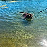 Layla participe au concours pour gagner de l'argent avec cette photo : animal, blue_water, canine, daylight, dog, harness, lake, leash, nature, outdoor, park, pet, recreation, reflection, ripples, summer, sunlight, swimming, trees, water