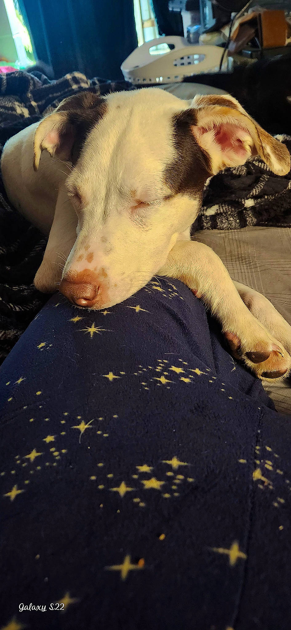 Baylie is registered to the contest to win money with this photo: canidae, carnivore, companion_dog, dog, dog_breed, fawn, flash_photography, fur, grass, happy, landscape, livestock, sky, snout, sporting_group, terrestrial_animal, tints_and_shades, vertebrate, whiskers, working_animal