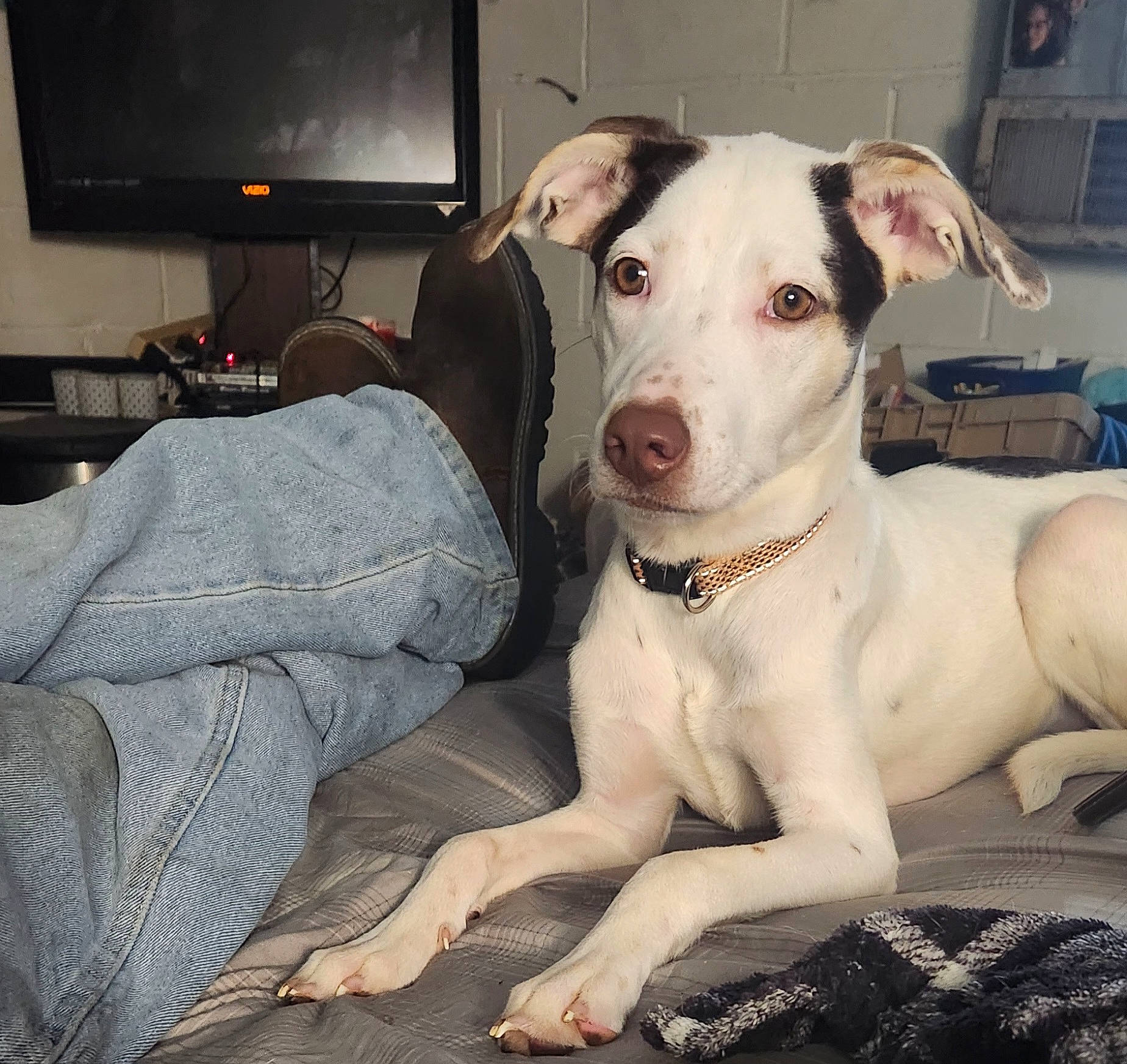 Baylie is registered to the contest to win money with this photo: analog_television, cable_television, carnivore, collar, comfort, companion_dog, computer_monitor, dog, dog_breed, dog_collar, entertainment_center, eye, fawn, home_appliance, snout, sporting_group, television, television_set, whiskers, working_animal