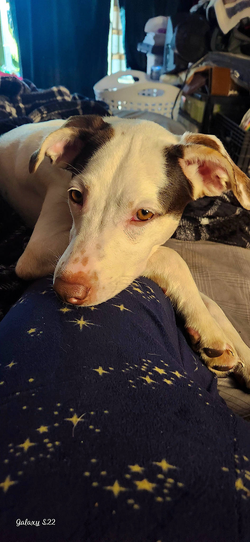 Baylie is registered to the contest to win money with this photo: canidae, carnivore, collar, companion_dog, cow_goat_family, dog, dog_breed, fawn, flesh, fur, grass, hunting_dog, landscape, livestock, non_sporting_group, sighthound, sporting_group, terrestrial_animal, whiskers, working_animal