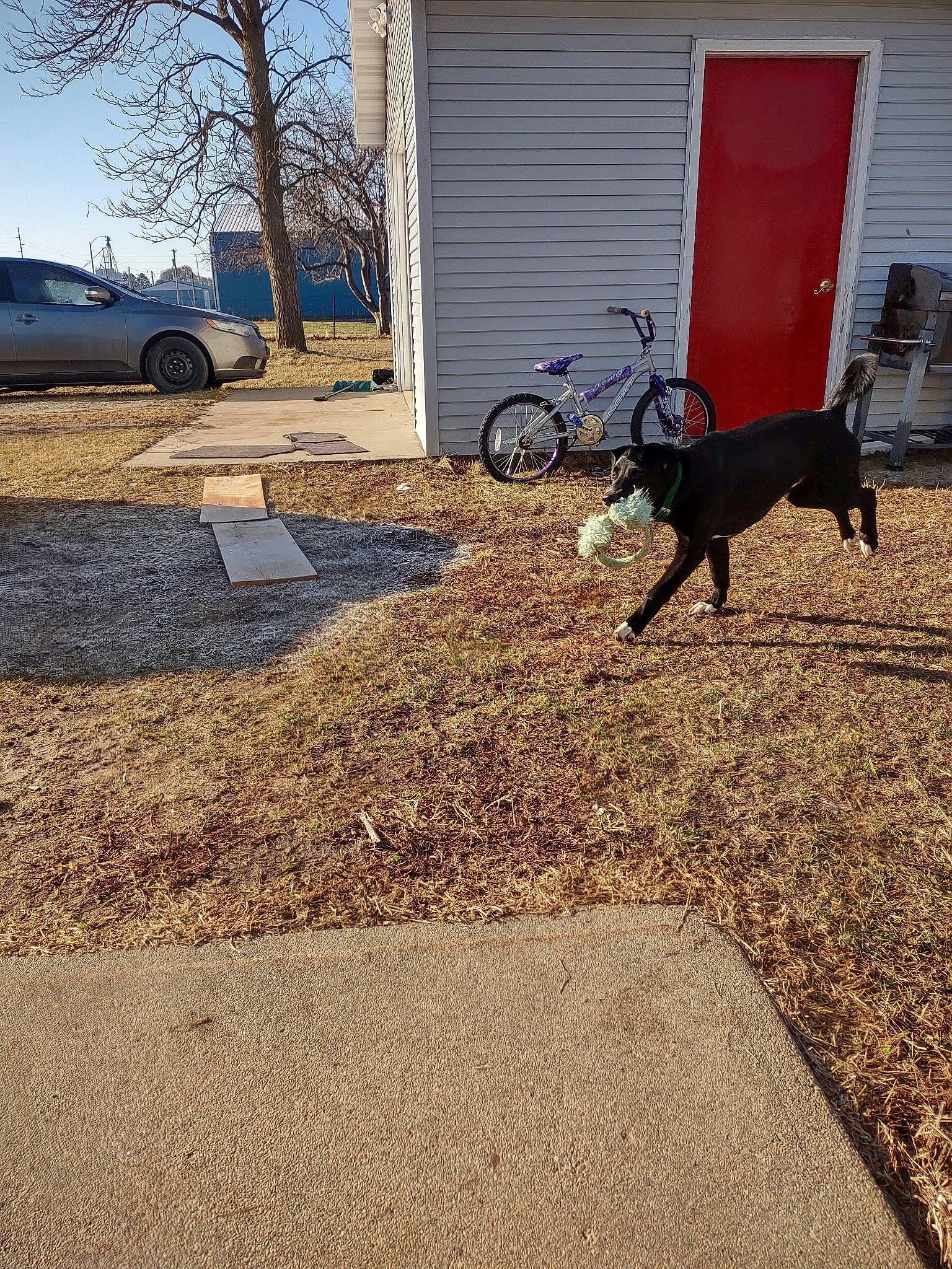 Buster is registered to the contest to win money with this photo: asphalt, automotive_tire, bicycle, bicycle_wheel, building, car, carnivore, dog, grass, house, land_vehicle, landscape, residential_area, road_surface, sidewalk, tints_and_shades, tire, vehicle, wheel, wood