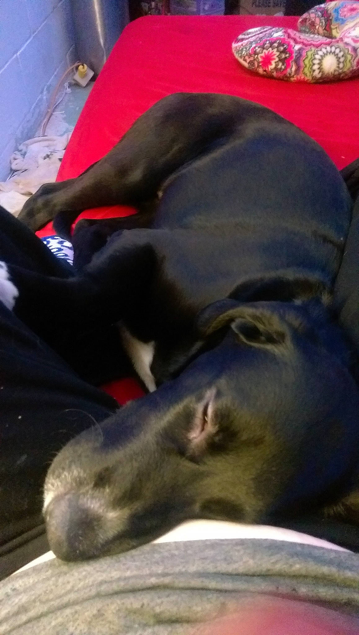 Buster is registered to the contest to win money with this photo: art, automotive_tire, canidae, carmine, carnivore, comfort, dog, dog_breed, fawn, fun, fur, human_leg, jaw, nap, sleep, snout, sporting_group, tail, terrestrial_animal, working_animal