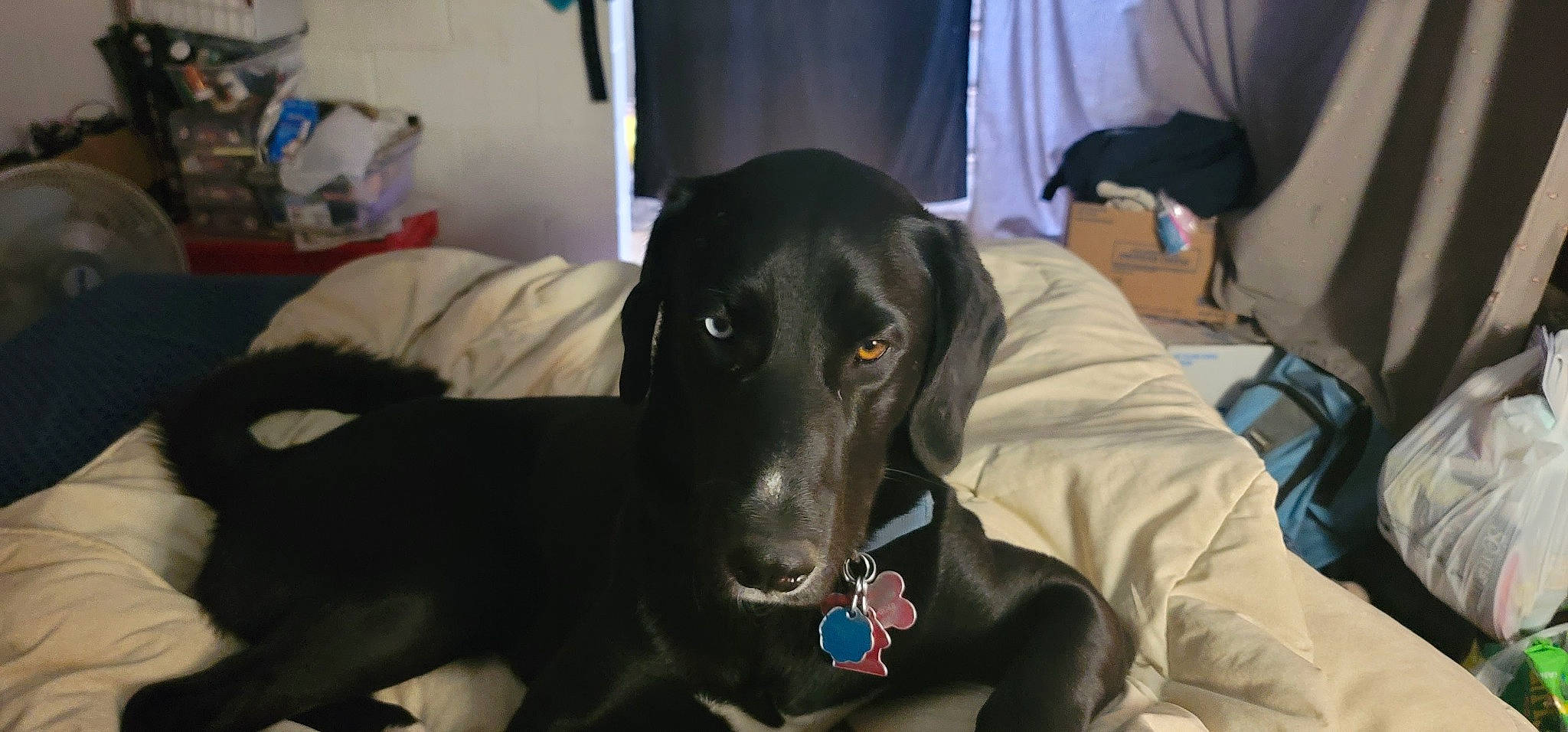 Buster is registered to the contest to win money with this photo: borador, canidae, carnivore, comfort, companion_dog, dog, dog_breed, guard_dog, gun_dog, hunting_dog, personal_protective_equipment, pointing_breed, retriever, snout, sporting_group, whiskers, working_animal