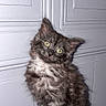 kitten, cat, fluffy, long_hair, gray_fur, black_fur, white_chest, yellow_eyes, sitting, portrait, head_tilt, animal, pet, chair, indoor, door, wood_paneling, closeup, whiskers, adorable