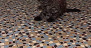 Minuit participe au concours pour gagner de l'argent avec cette photo : kitten, cat, black_cat, fluffy, animal, pet, sitting, floor, mosaic, colorful, indoor, shoes, sneakers, adidas, wall, home, portrait, blue_eyes, tail, cute