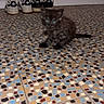 kitten, cat, black_cat, fluffy, animal, pet, sitting, floor, mosaic, colorful, indoor, shoes, sneakers, adidas, wall, home, portrait, blue_eyes, tail, cute