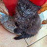 kitten, cat, black_cat, fluffy, long_hair, blue_eyes, sitting, cute, pet, animal, whiskers, ears, tail, fur, indoor, tile_floor, red_background, leaves, portrait, adorable
