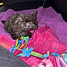 kitten, cat, fluffy, dark_fur, sitting, playing, toy, colorful_toy, blanket, pink_blanket, purple_blanket, couch, indoor, home, pet, animal, whiskers, ears, playful, photography