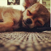 Milo a rejoint le concours — aidez-le/la à gagner de superbes lots ! dog, puppy, sleeping, carpet, cute, pet, fur, indoor, close_up, relaxing, small_dog, snout, ears, peaceful, cozy, animal, resting, domestic_animal, mammal, cute_pet