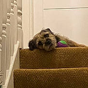 Frank joined the competition — help win amazing prizes! dog, stairs, carpet, toy, indoor, pet, resting, brown, fur, head, animal, house, relaxed, stairs_railing, looking, cute, cozy, home, quiet, waiting