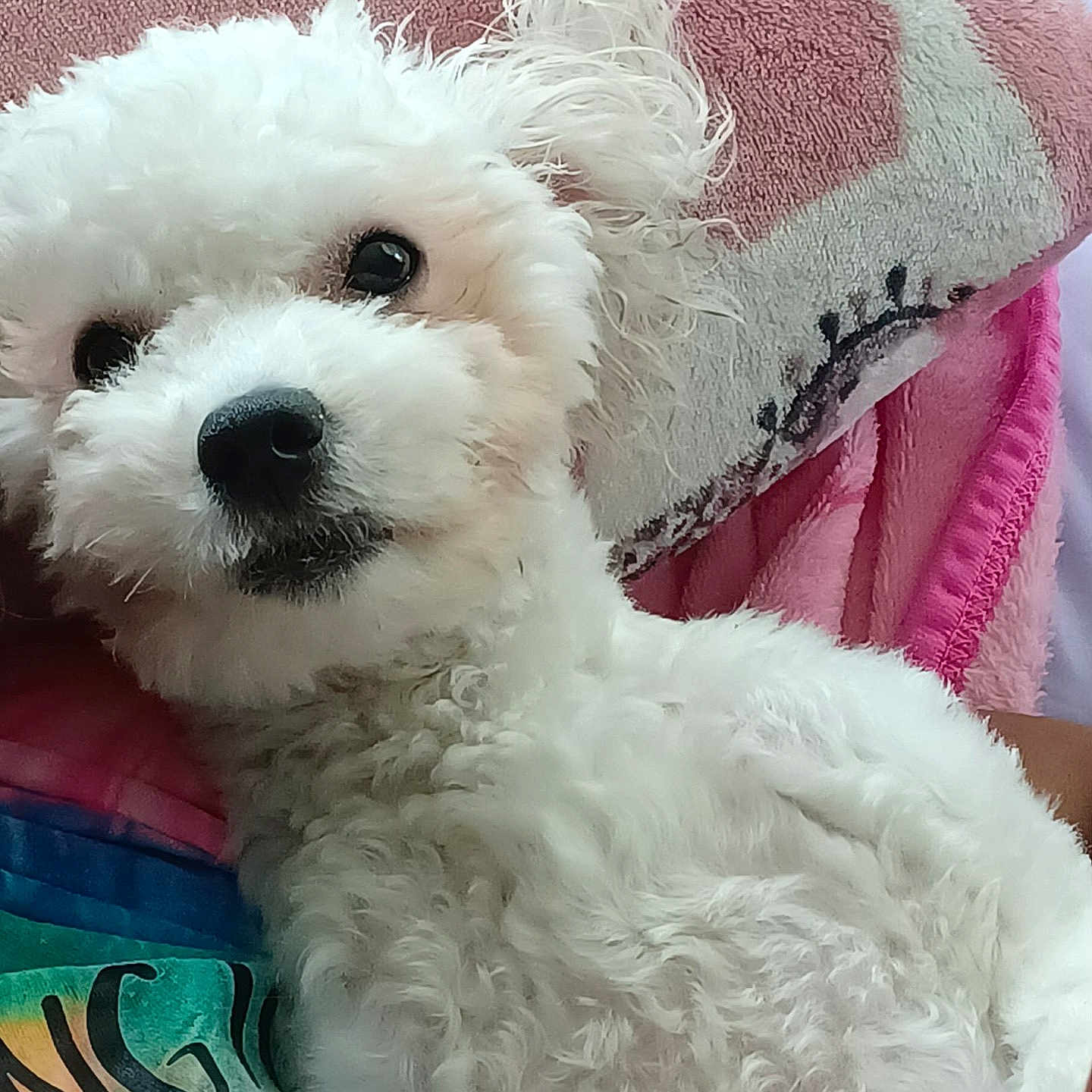 Princess is registered to the contest to win money with this photo: animal, blanket, closeup, companion, cozy, curious, cute, cute_pet, dog, domestic_animal, fluffy, fur, indoor, pet, pillow, portrait, resting, small_dog, soft, white_dog